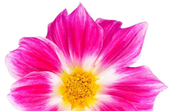 Ljusa rosa dahlia — Stockfoto