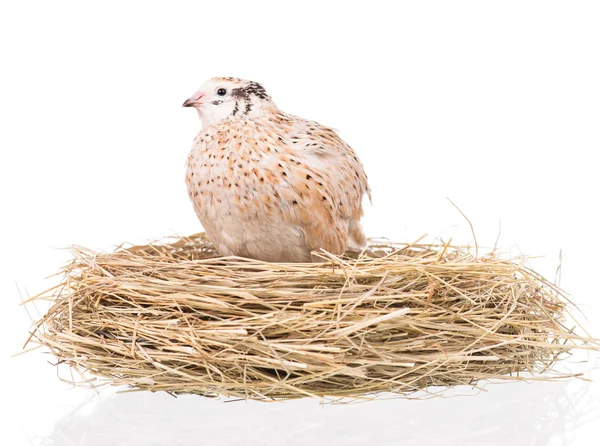 Cute adult quail — Stock Photo, Image