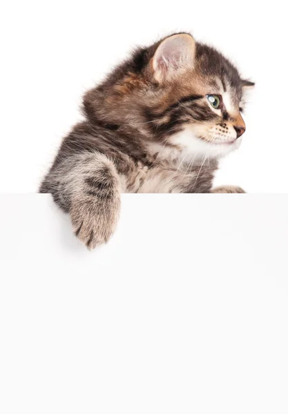 Lindo gatito siberiano — Foto de Stock