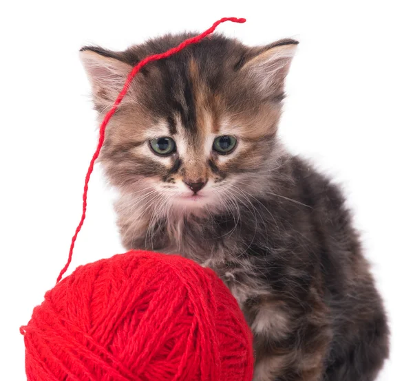 Cute little kitten — Stock Photo, Image