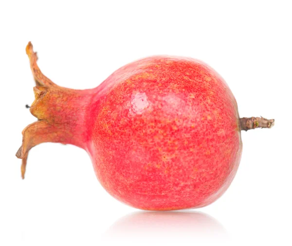 Young pomegranate fruit — Stock Photo, Image