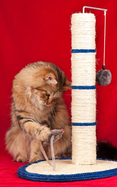 Volwassen Siberische Kat — Stockfoto