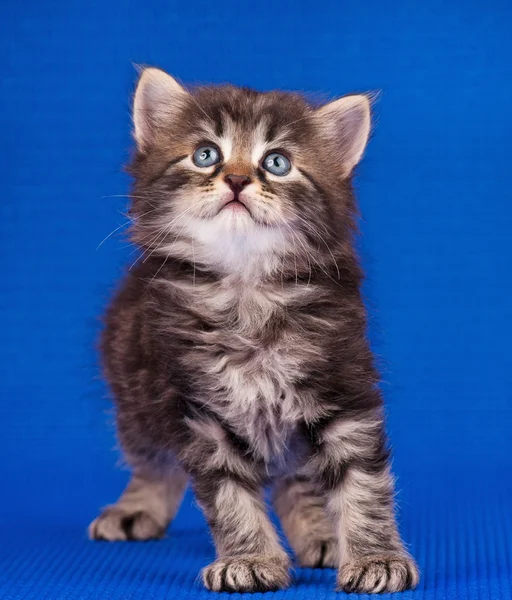 Gatinho siberiano cauteloso — Fotografia de Stock