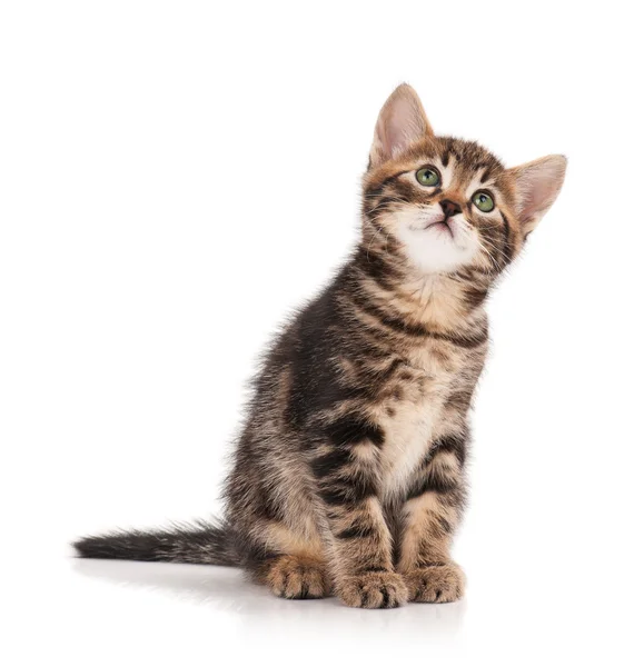 Cute little kitten — Stock Photo, Image