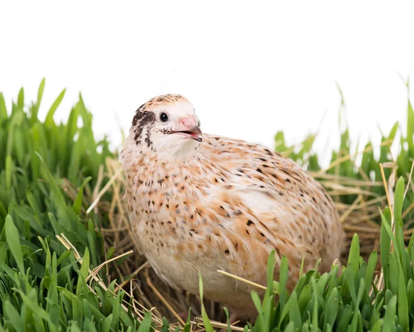 Cute adult quail — Stock Photo, Image