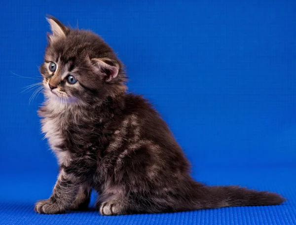 可爱的西伯利亚小猫 — 图库照片