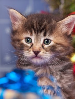 Şirin Sibirya yavru kedi