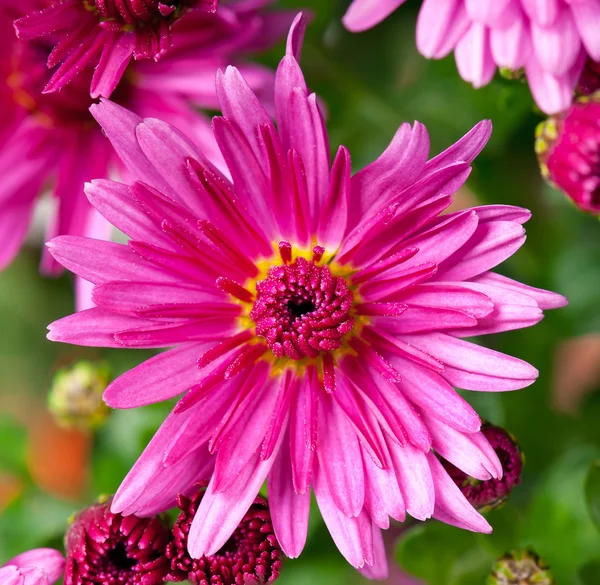 Bright magenta chrysanthemum — Stock Photo, Image