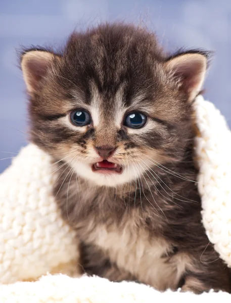 Симпатичный сибирский котенок — стоковое фото