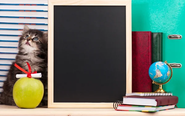 Gatinho siberiano bonito — Fotografia de Stock