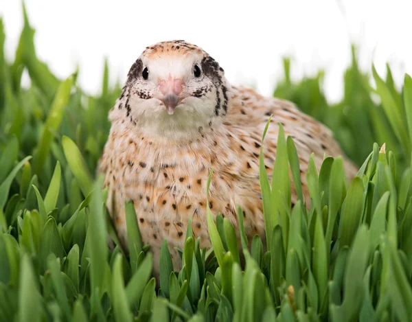 Cute young quail — Stock Photo, Image