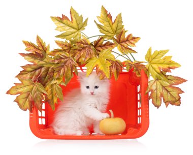 Şirin tüylü yavru kedi