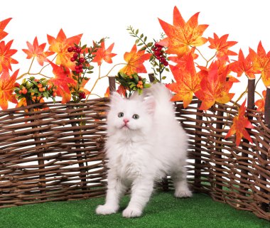 Şirin tüylü yavru kedi