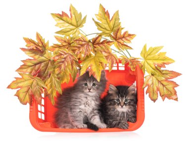 Şirin tüylü yavru kedi