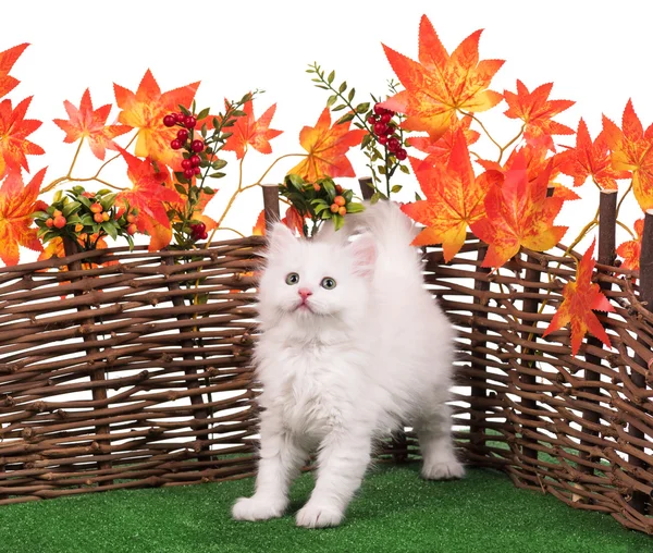 かわいいふわふわ子猫 — ストック写真