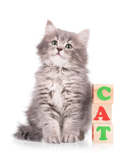 Roztomilý nadýchané kotě — Stock fotografie