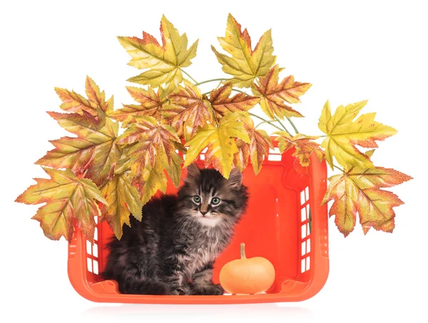 Gatinho fofo bonito — Fotografia de Stock