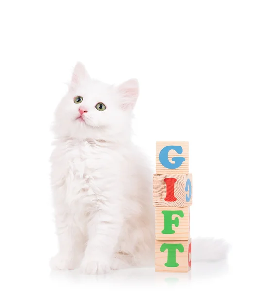 Söt fluffigt kattunge — Stockfoto