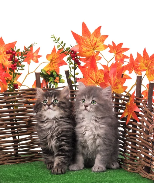Lindos gatitos esponjosos — Foto de Stock