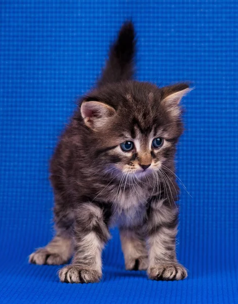 Chaton sibérien mignon — Photo