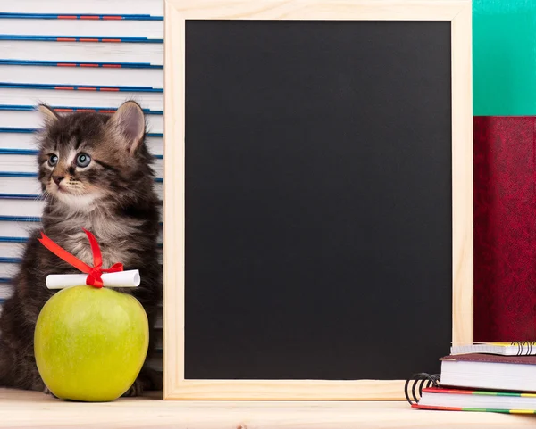 Gatinho siberiano bonito — Fotografia de Stock