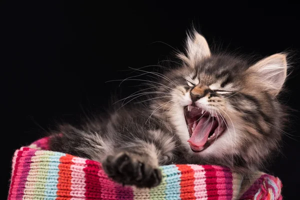 Schattig Siberische kitten — Stockfoto