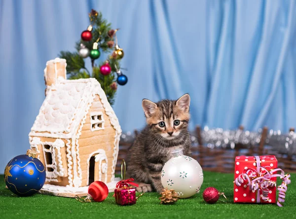 Cute little kitten — Stock Photo, Image