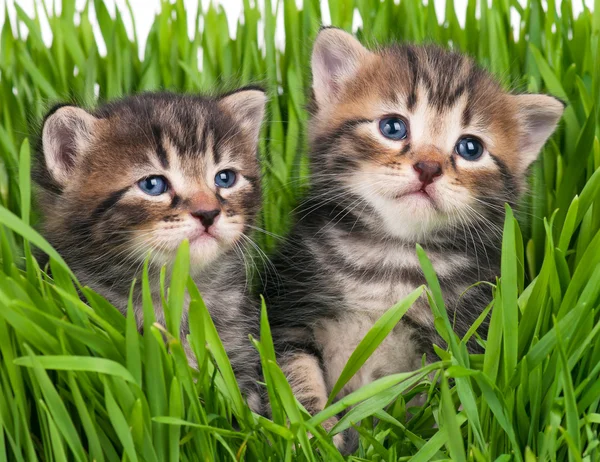Lindos gatitos —  Fotos de Stock