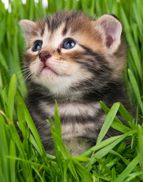 Niedliches kleines Kätzchen — Stockfoto