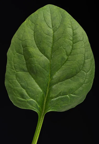 Зеленый лист шпината — стоковое фото