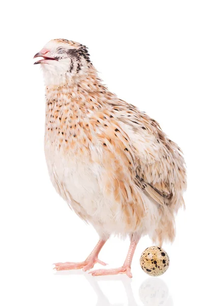 Cute adult quail — Stock Photo, Image