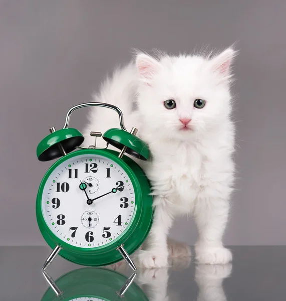 Gatinho fofo bonito — Fotografia de Stock