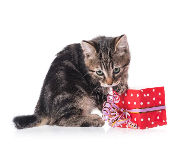 Gatinho bonito — Fotografia de Stock