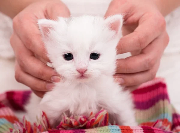 Lindo gatito — Foto de Stock