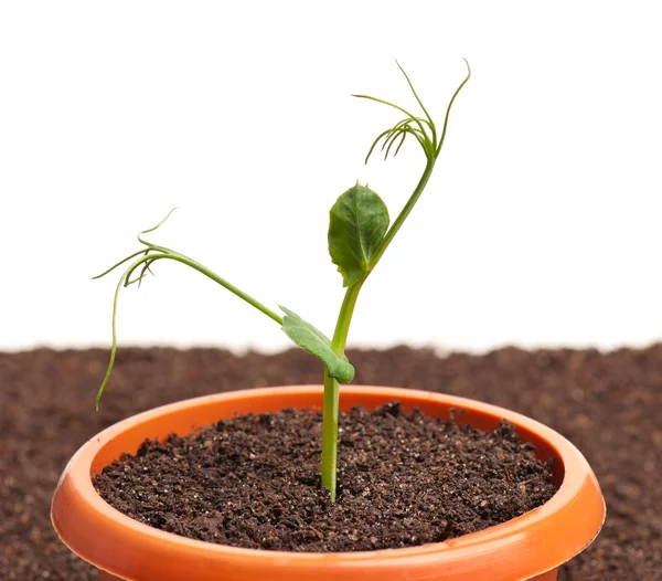 Sprouted young plant — Stock Photo, Image