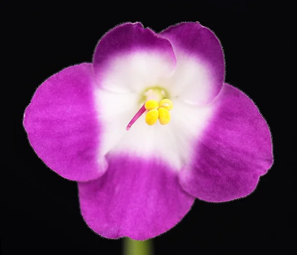 Lilac violet flower — Stock Photo, Image