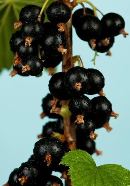 Läckra svarta vinbär — Stockfoto