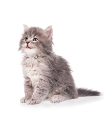 Şirin tüylü yavru kedi