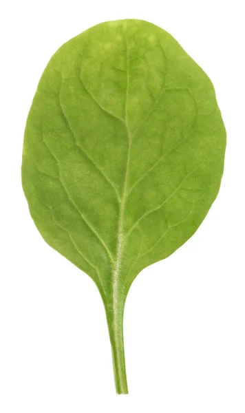 Green spinach leaf — Stock Photo, Image