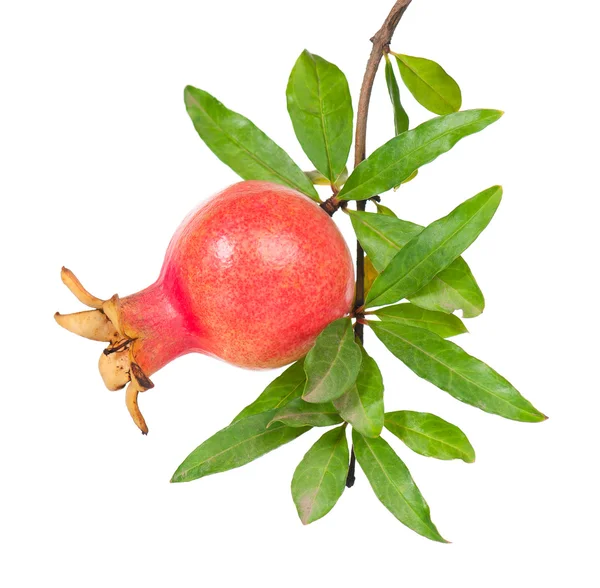 Jonge granaatappel fruit — Stockfoto