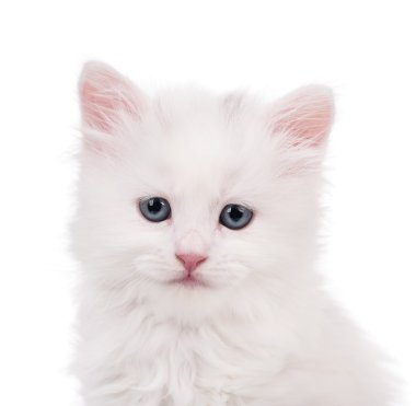 Şirin Sibirya yavru kedi