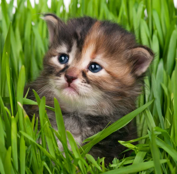 Lindo gatito siberiano —  Fotos de Stock