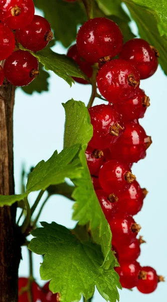 Färska röda vinbär — Stockfoto