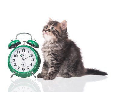 Şirin tüylü yavru kedi 