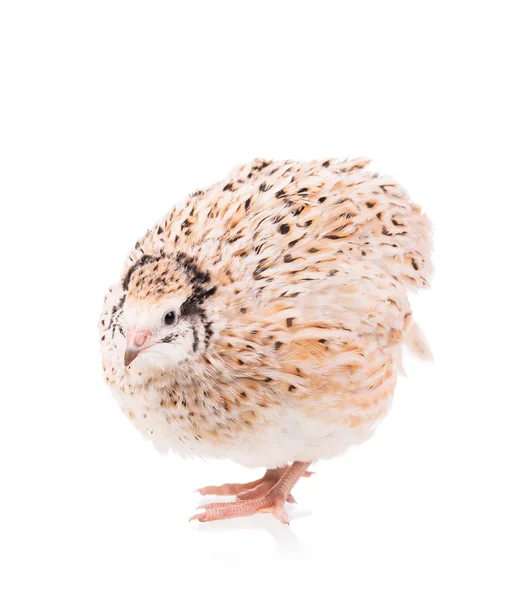 Cute adult quail — Stock Photo, Image