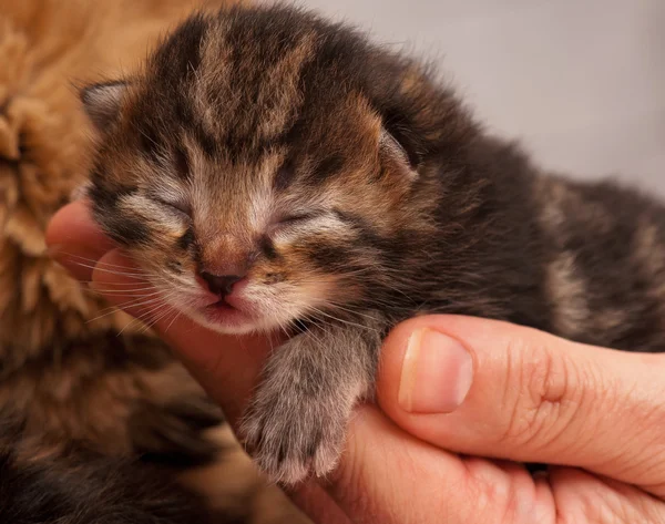 Söt newborn kattunge — Stockfoto