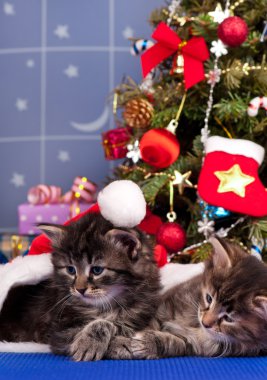 Şirin Sibirya yavru kedi