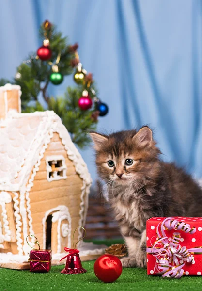 Söta siberian kattunge — Stockfoto