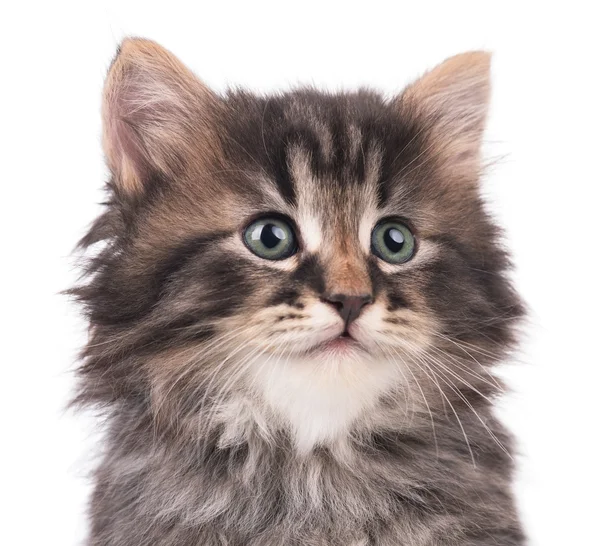 Schattig Siberische kitten — Stockfoto