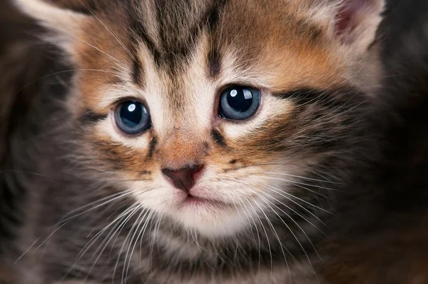 Pequeno gatinho siberiano — Fotografia de Stock